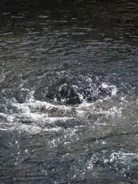 在太原晉祠，觸摸到了三千年的西周柏樹