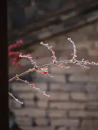 在太原晉祠，觸摸到了三千年的西周柏樹