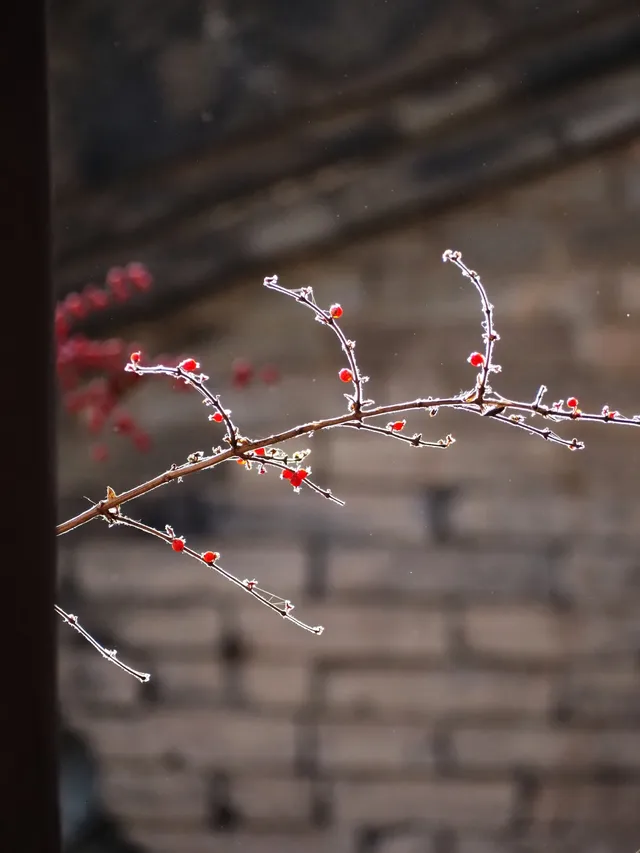 在太原晉祠，觸摸到了三千年的西周柏樹
