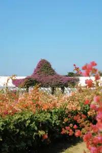 在廈門馬銮灣一起走三角梅花路啦!