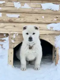 長白山雪嶺聖誕樹林裡的夢幻日落(附攻略)