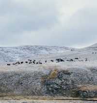 自駕川西一場大雪,川西有了冬日氛圍