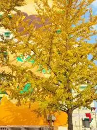 報！！銀杏濃度已達100%局門路（手機攝影）