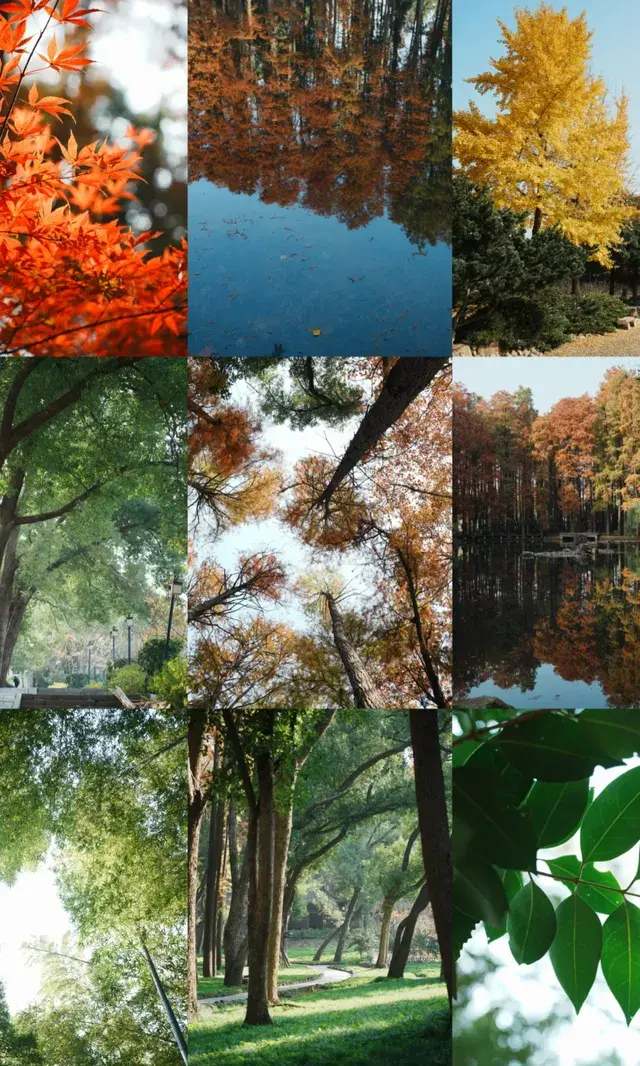 武漢東湖邊藏了個金色+鏽紅色的油畫秋天 武漢東湖邊藏了個金色+鏽紅色的油畫秋天