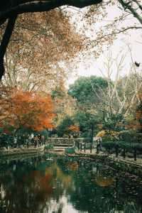 魯迅公園的秋日啟示:「生命暫停鍵」 金黃的銀杏葉像撒了一地碎金,紅楓則像一團團燃燒的火焰, 陽光