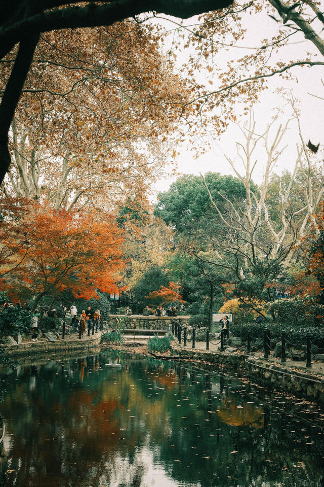 魯迅公園的秋日啟示:「生命暫停鍵」 金黃的銀杏葉像撒了一地碎金,紅楓則像一團團燃燒的火焰, 陽光 魯迅公園的秋日啟示:「生命暫停鍵」 金黃的銀杏葉像撒了一地碎金,紅楓則像一團團燃燒的火焰, 陽光