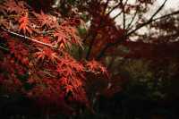 魯迅公園的秋日啟示:「生命暫停鍵」 金黃的銀杏葉像撒了一地碎金,紅楓則像一團團燃燒的火焰, 陽光