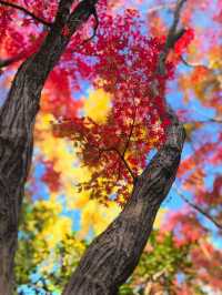 12月的秋霞圃,這裡的「楓」景美到失語