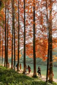 成都昇仙湖公園|晨霧下的水杉林是那麼的夢幻