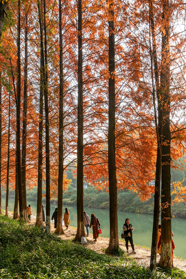 成都昇仙湖公園|晨霧下的水杉林是那麼的夢幻 成都昇仙湖公園|晨霧下的水杉林是那麼的夢幻