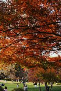 魔都冬日限定延中廣場公園的秘密花園超好拍!