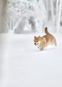 人,下雪天世界就變成了童話