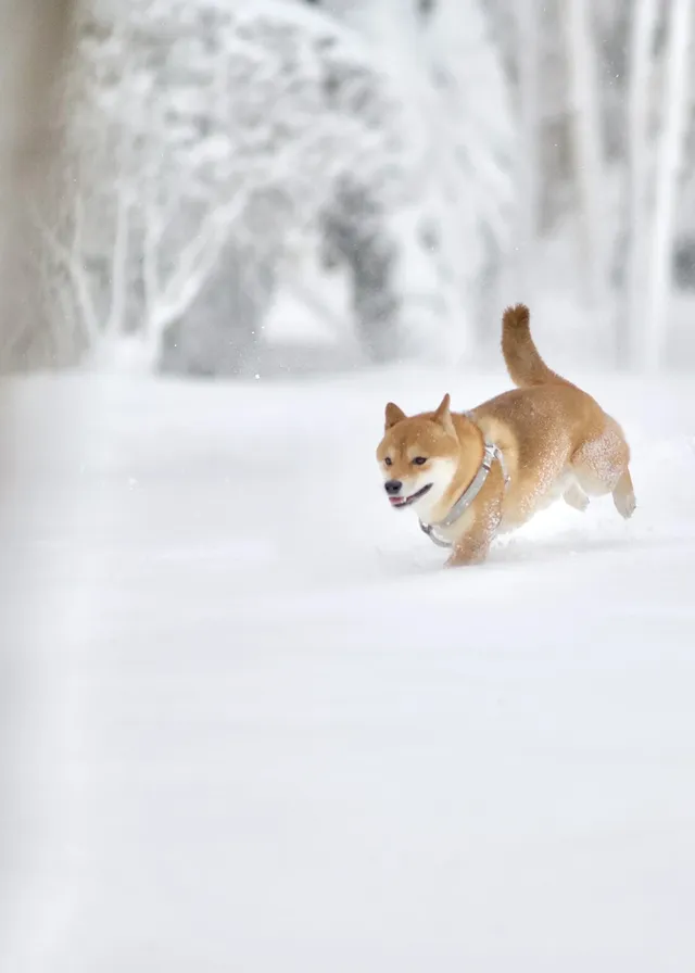 人,下雪天世界就變成了童話 人,下雪天世界就變成了童話