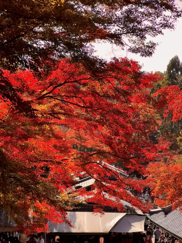 京都𝐊𝐲𝐨𝐭𝐨｜漫畫照進現實