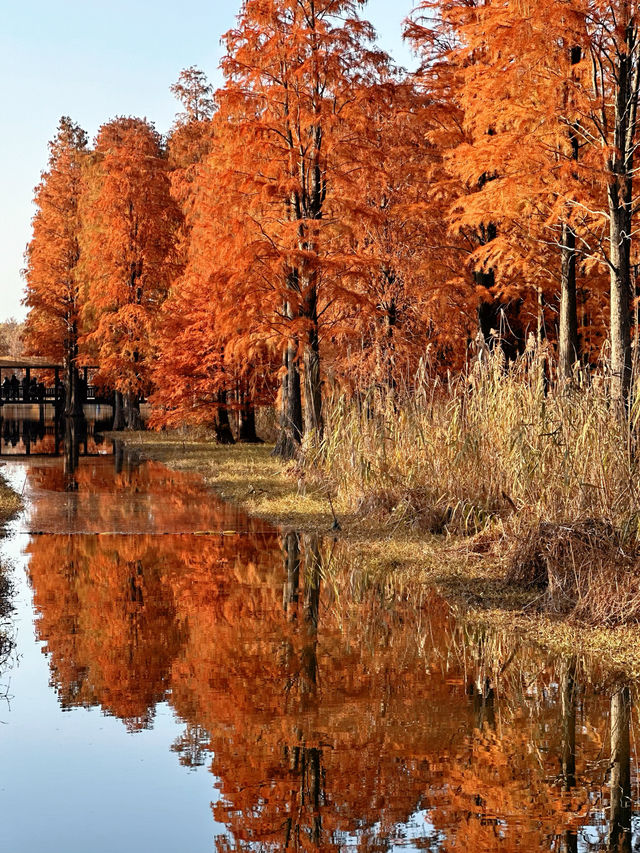 上海版“阿勒泰”|水杉林美到窒息 上海版“阿勒泰”|水杉林美到窒息