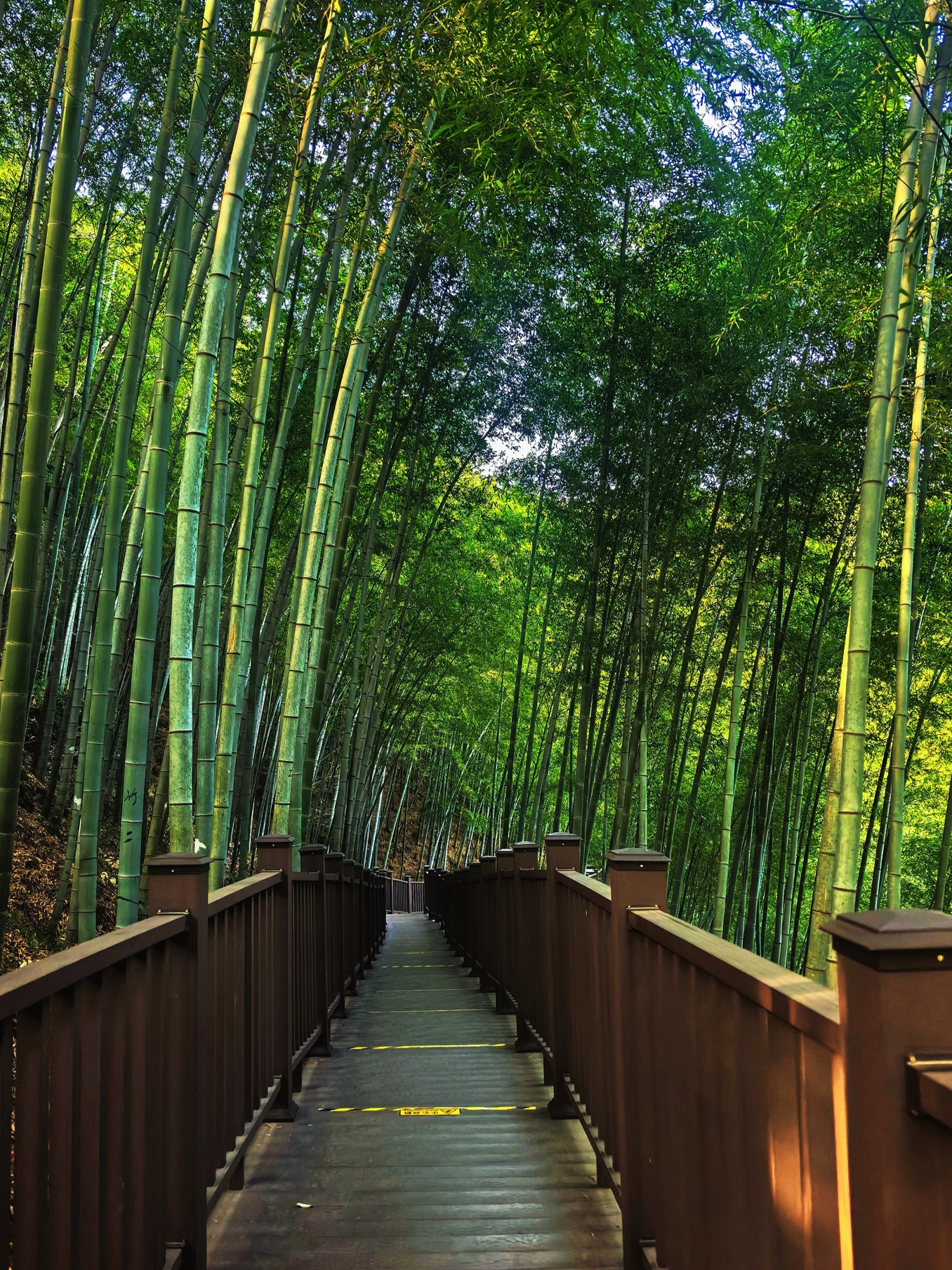 Secret Bamboo Forest Healing Journey