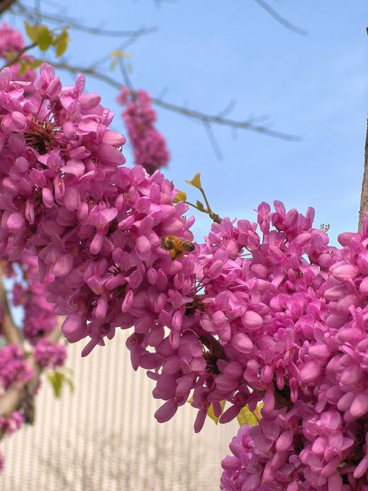 成都の花見攻略、紫荊花がまさに見頃です！ピンクのロマンチックな