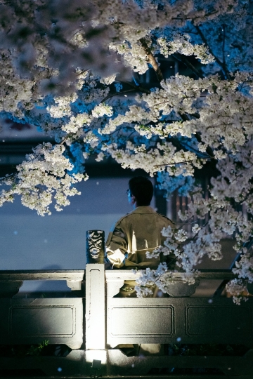 夜桜こそ春の最高峰！昆山北後街の絶美な桜並木 | Trip.com 崑山