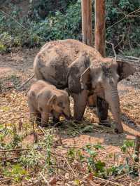 Wonderful Experience with Happy Elephants!