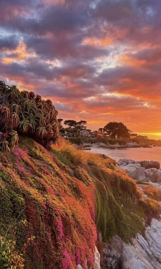 Highway 1: Jelly Sea and Purple Flower Fields