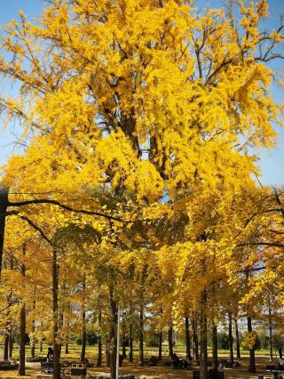 Autumn in Linyi: The whole city is stunning