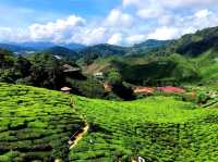 Cameron Highlands