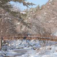 풍차와 함께 하얀눈밭이 가득한 삼양목장❄️