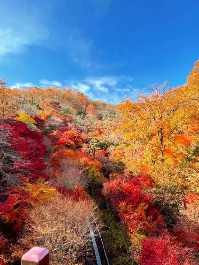 가을 단풍 명소 ‘화담숲’ 🍁🍁