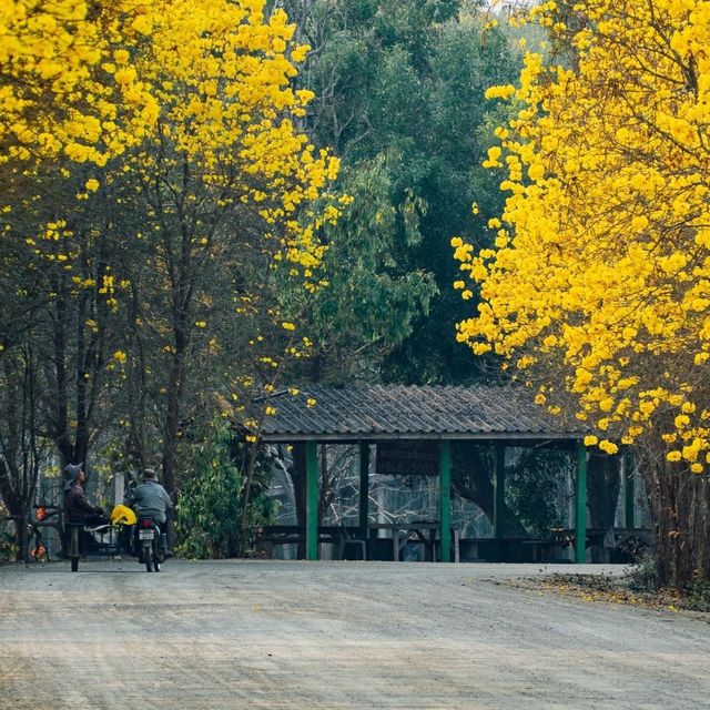ถนนสีเหลือง ดอกเหลืองอินเดีย 🌼