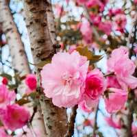 疫情後的花展