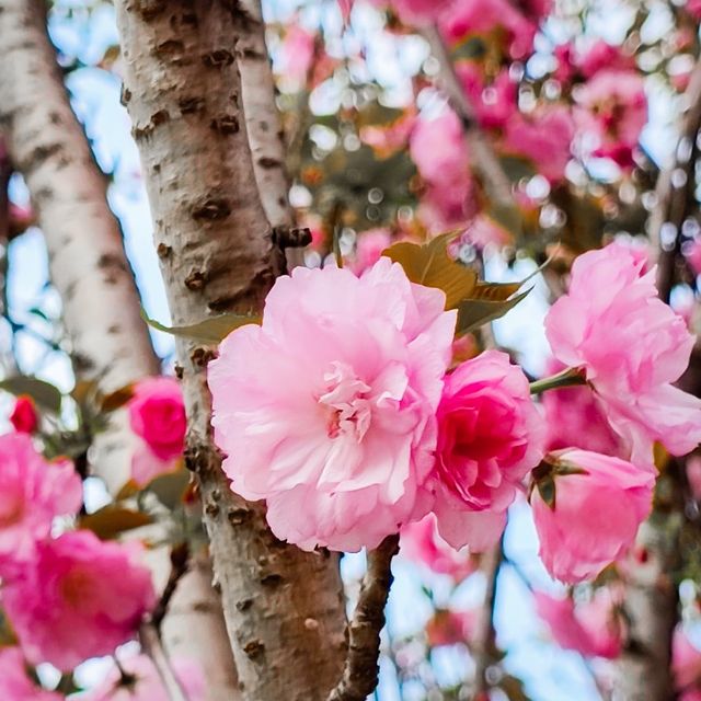 疫情後的花展