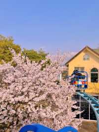 동화 속에 온 듯한 벚꽃뷰 놀이공원 🎡🌸