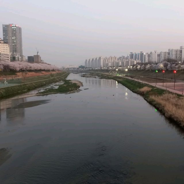 2023년 3월  안양천벚꽃 