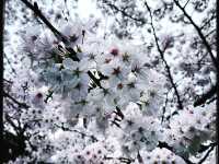 🌸Blooming Sakura in Arashiyama Station🌸