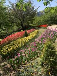서울 서대문 4월이면 튤립 동산으로 변하는 쉼터🌷 [서대문_연희숲속쉼터]