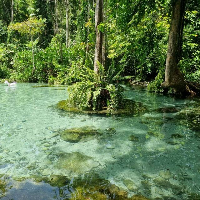 ป่าต้นน้ำบ้านน้ำราด 🌿