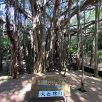 【沖縄県】やんばる世界自然遺産　大石林山！