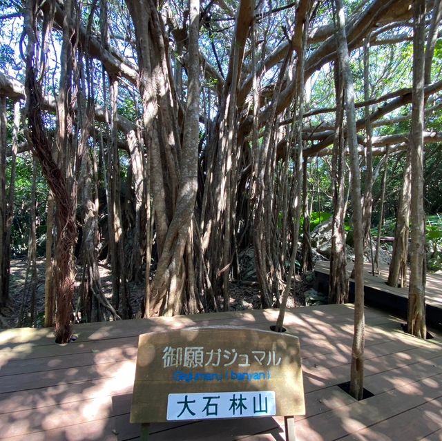 【沖縄県】やんばる世界自然遺産　大石林山！