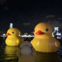 Yellow Ducks are back to Hong Kong 🐤🐤