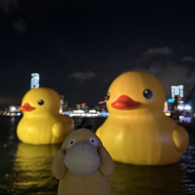 Yellow Ducks are back to Hong Kong 🐤🐤