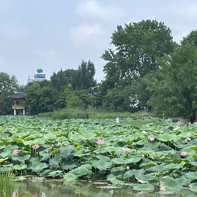 전주에 연꽃 핀 이곳, 포토스팟!