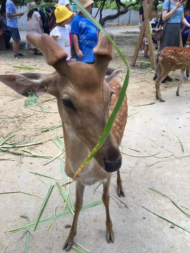 屏東縣｜恆春鎮｜鹿境梅花鹿生態園區