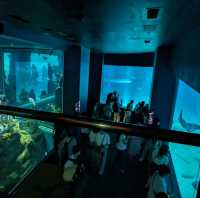 【巨大水槽を浅瀬から深層まで眺める】水族館
