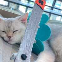 คาเฟ่น้องแมวEP2
