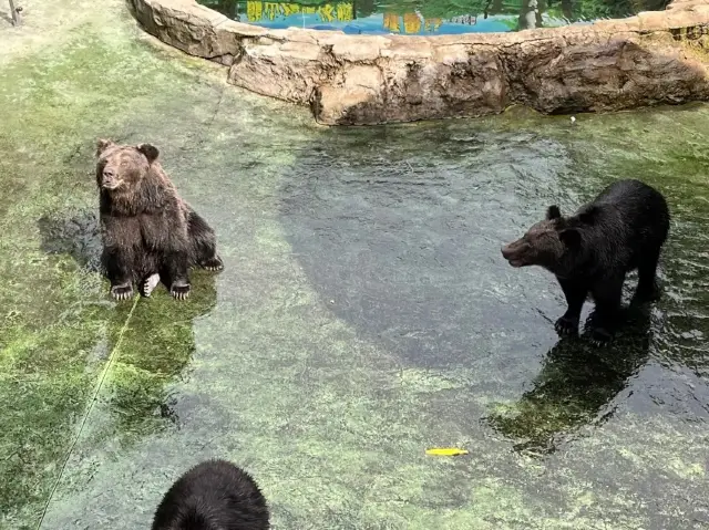 深圳野生動物園