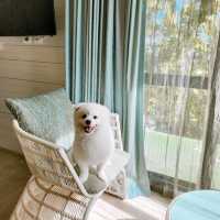 โรงแรม 4 ดาวพัทยา ราคาเบา พาน้องหมาน้องแมวมาได้!