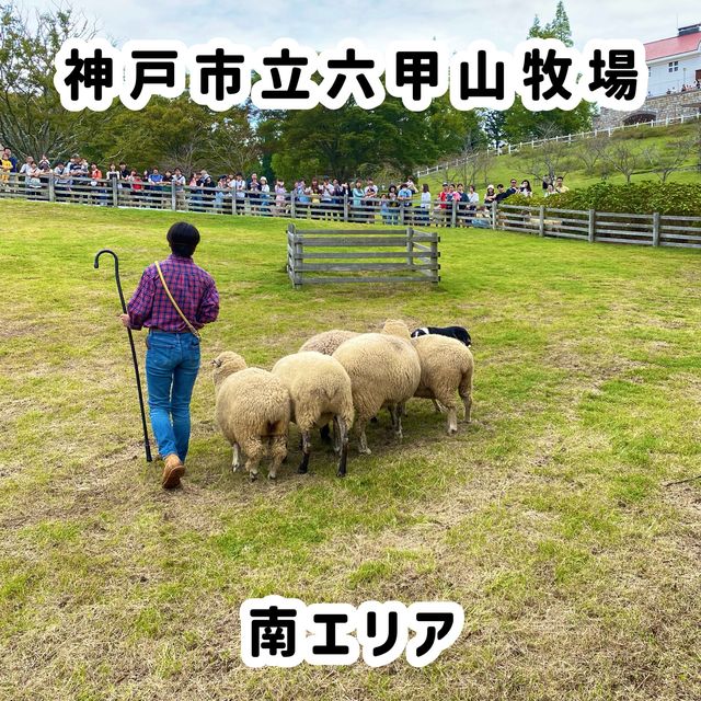 シープドッグショーの牧羊犬ソフィちゃんの働きぶりがすごすぎる六甲山牧場の【南エリア】