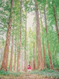 사계절 예쁜 메타세콰이어 포토존 경북산림환경연구원️🍁