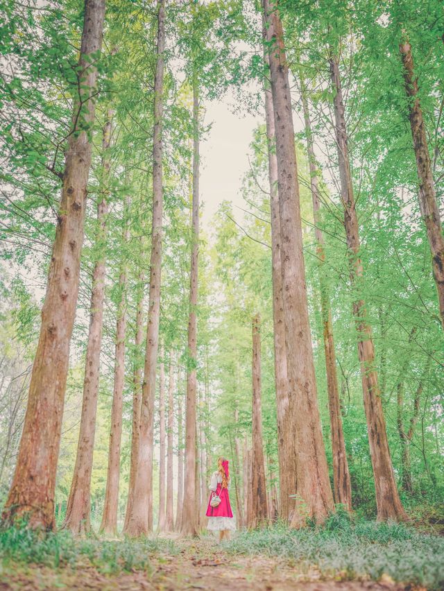 사계절 예쁜 메타세콰이어 포토존 경북산림환경연구원️🍁
