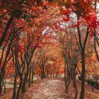 Beautiful Autumn View of Incheon Grand Park